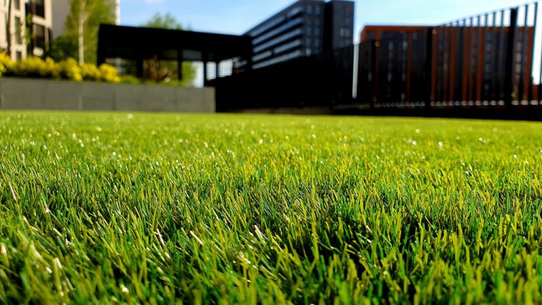 How to Keep Your Lawn Healthy Without Breaking the Bank