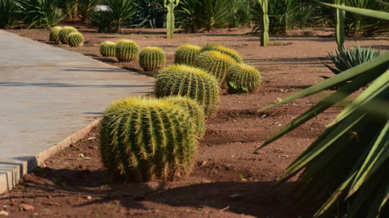How Xeriscaping Can Save You Money and Water